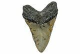 Fossil Megalodon Tooth - North Carolina #348164-2